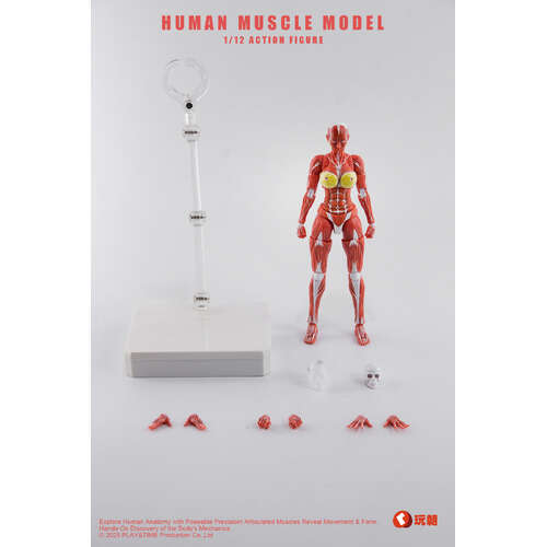 -PRE ORDER- Human Muscle Model Female Ver. 1/12 Scale Action Figure Red